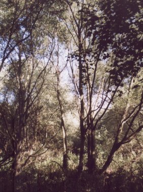 Wet Willow woodland